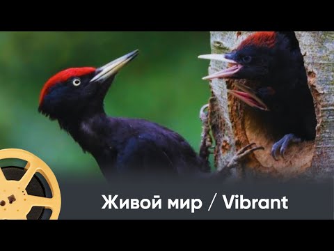 Видео: ПРЕМЬЕРА 2025! Живой мир / Vibrant / Vivant. Документальный проект