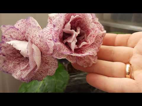 Видео: Глоксинии цветут, середина апреля 2021