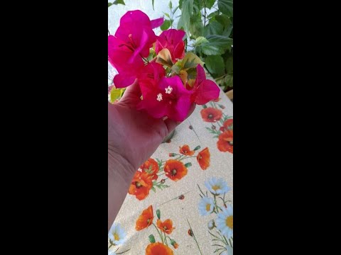 Видео: Саженцы Бугенвиллеи на укоренении