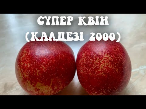 Видео: Нектарин Супер Квін(Калдезі 2000) / Nectarine Super Queen(Caldesi 2000)