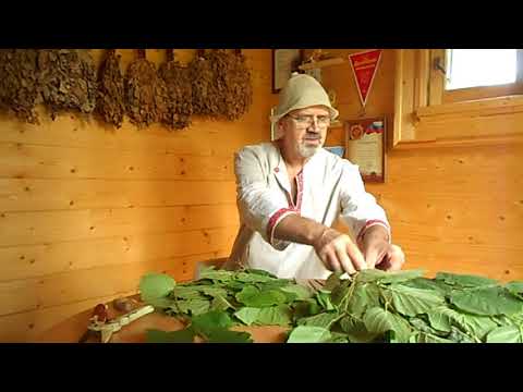 Видео: Веники из лещины