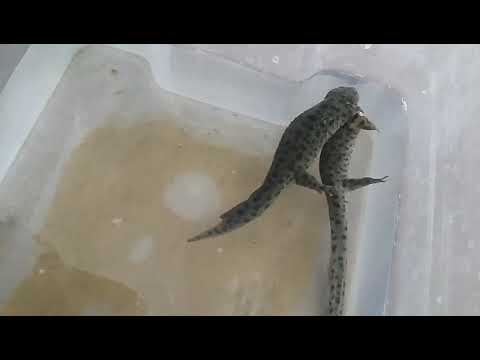 Видео: Тритоны отложили икру. Личинки за 10 дней.