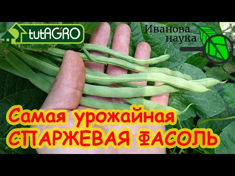 Видео: СВЕРХ УРОЖАНЫЕ СОРТА ФАСОЛИ. Мои любимые спаржевые фасоли ИМЕННО ТАКИЕ!