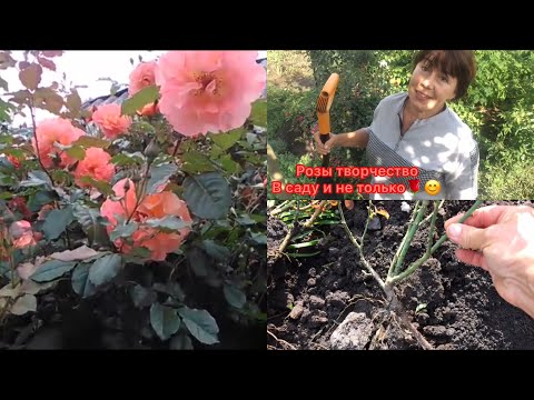 Видео: Как отличить корнесобственную розу от привитой🤔??? Чудеса , получаются при заглублении прививки😲🥰