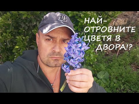 Видео: НАЙ-ОТРОВНИТЕ ЦВЕТЯ В ДВОРА MOST POISONOUS FLOWERS IN THE YARD #garden #yard #plants