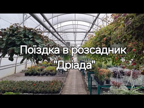 Видео: Поїздка в розсадник Дріада, Київська обл.