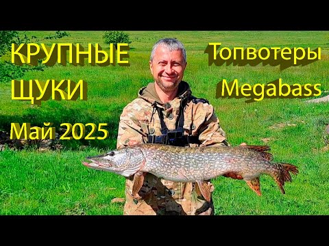 Видео: 🔥 Воблеры MEGABASS - БОЛЬШИЕ ЩУКИ в ярости! ТРОФЕЙНАЯ РЫБАЛКА на волкер Dog-X и кренкбейт I-Jack 🔥