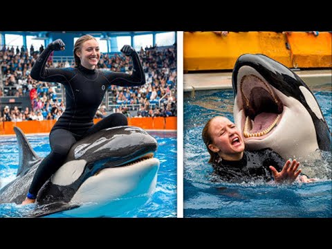 Видео: Последние минуты: нападение косатки на тренера Клаудию Фолль #1