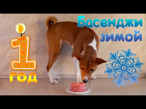 Видео: Басенджи 1 год или африканский молчун в снегах | Basenji 1 year old