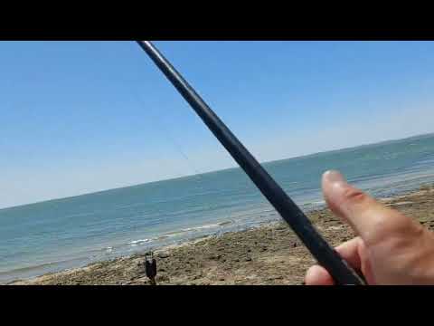 Видео: Шардара Старый Локатор Клев Жақсы Болып Жатыр!!!