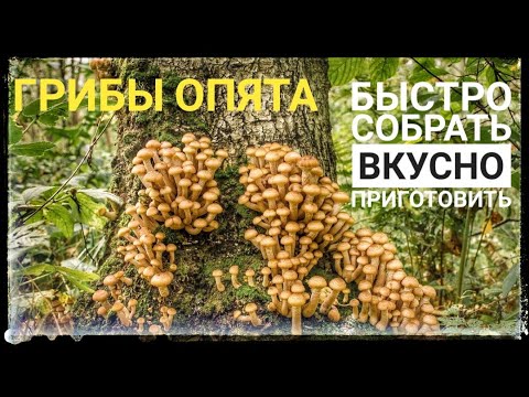 Видео: ГРИБЫ ОПЯТА.СОБИРАЕМ И ВКУСНО ГОТОВИМ! МАРИНУЕМ И ЖАРИМ В СМЕТАНЕ.