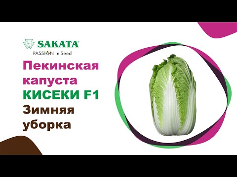 Видео: Пекинская капуста Кисеки, уборка зимой! #семенаовощей #пекинскаякапуста #семенапекинки #сакатасемена
