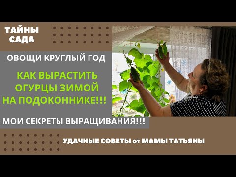 Видео: ОГУРЦЫ ДОМА. КАК ВЫРАСТИТЬ ОГУРЦЫ ЗИМОЙ НА ПОДОКОННИКЕ. МОИ СЕКРЕТЫ ВЫРАЩИВАНИЯ. ОВОЩИ КРУГЛЫЙ ГОД.