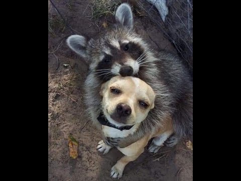 Видео: 🐕 Смешное видео с животными! 😺 Вы будете смеяться! 🐱