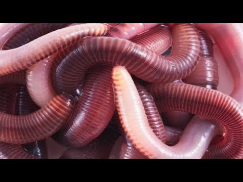 Видео: АТ175 Червеводство, углублённое изучение
