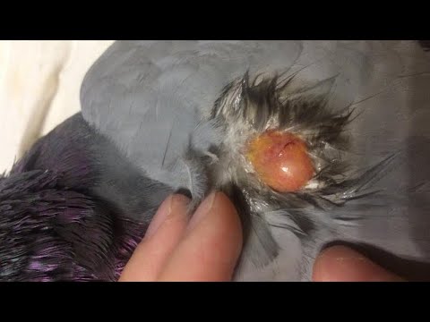 Видео: Как я лечу суставной Сальмонеллез! #göyərçin #pigeon #tauben #голуби