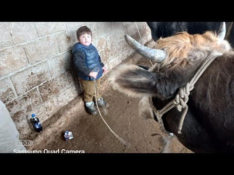 Видео: ГОВ ДАР МОЛБОЗОРИ ХОЧИ ШАРИФ ЗОЙД 31 января 2025 г.