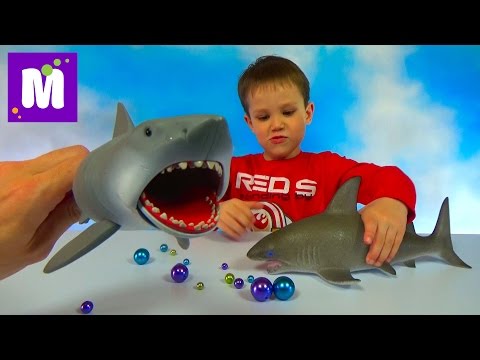 Видео: Акула растущая в воде