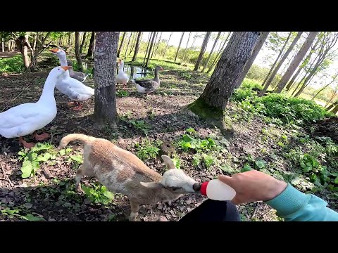 Видео: Кур больше нет ! Разбираю овчарню ! ХУТОР В ЛЕСУ №807