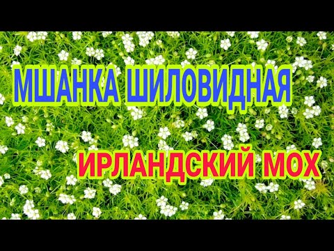 Видео: Сеем МШАНКУ ШИЛОВИДНУЮ(ИРЛАНДСКИЙ МОХ)