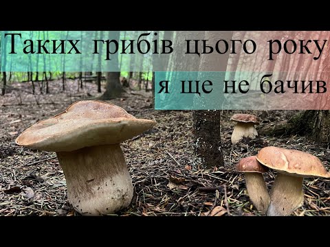 Видео: Таких грибів цього року я ще не бачив. Збір білих грибів у Карпатах