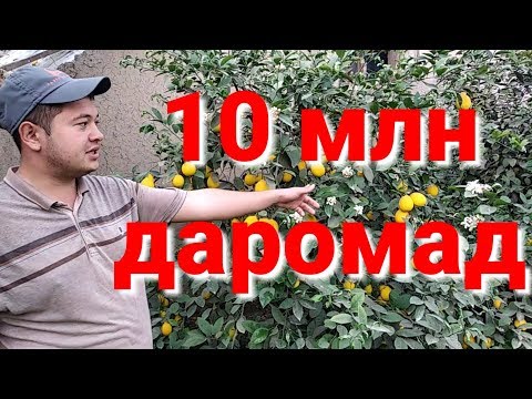 Видео: Лимонария бизнес Бу бола 10 млн пул тапади