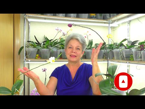 Видео: №13. Ответы на вопросы ИЗ ЖИЗНИ ОРХИДЕЙ 💐 "Вопрос в КОПИЛКУ Знаний" от ПОДПИСЧИКОВ 😊  03.10.2021г.