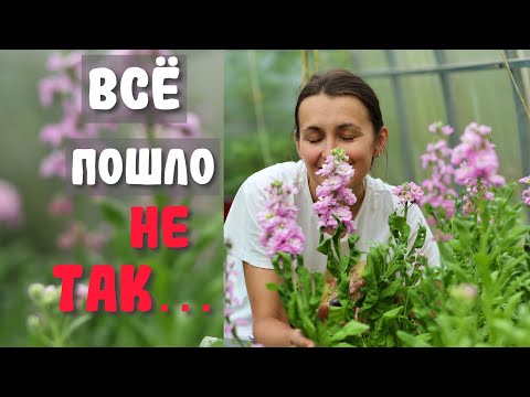 Видео: НАС ЗАЛИВАЕТ МЕСЯЦ… ЦВЕТЫ ПОРТЯТСЯ