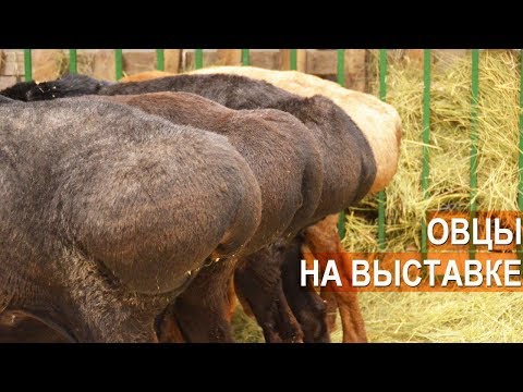 Видео: Овцы разных пород. Выставка Золотая Осень-2017. ВВЦ. Москва