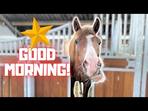 Видео: Впервые в жизни! GOEDZO! Груминг Долли. Вкусное конское молоко! Broken Wire | Фризские лошади