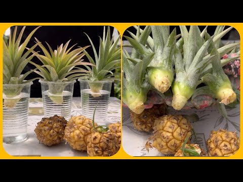Видео: Укореняю коронки ананаса карликового. Дегустация 😋