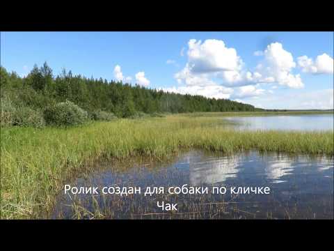 Видео: Натаска лайки для утиной охоты  Команды