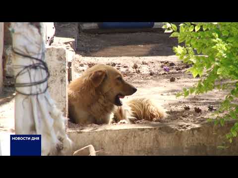 Видео: В ОРЕНБУРЖЬЕ ВВЕДЕН КАРАНТИН ПО БЕШЕНСТВУ