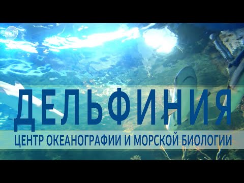 Видео: НОВОСИБИРСКИЙ ДЕЛЬФИНАРИЙ | экскурсия