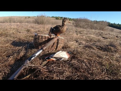 Видео: Взял двух подсадных и поехал в гости на охоту!