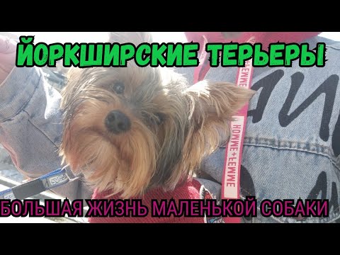 Видео: Йоркширские Терьеры – Большая Жизнь Маленькой Собаки