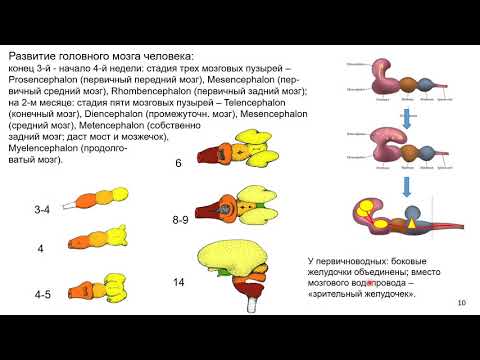 Видео: Дубынин В. А. - Зоология позвоночных - 13. Нервная система позвоночных