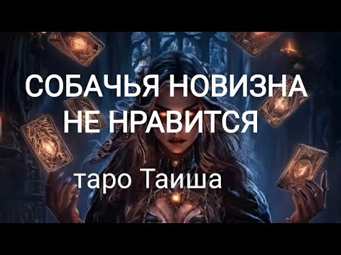 Видео: 🔥СОБАЧЬЯ НОВИЗНА НЕ НРАВИТСЯ🔥