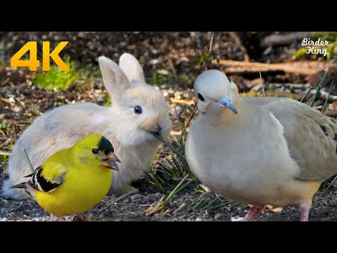 Видео: кошка тв😺8 часов📺милые кролики и птички, белки, дикие голуби(4K)