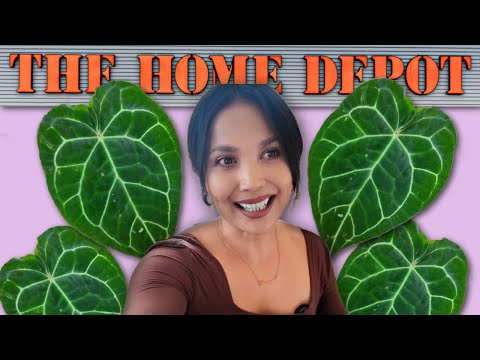 Видео: Какие новые растения в Home Depot!
