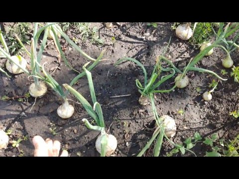 Видео: Лук из семян за один сезон