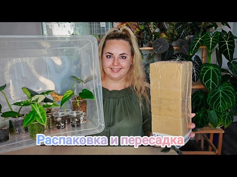 Видео: ТЯНИ - НЕ ТЯНИ, А ДЕЛАТЬ НАДО! 😅 Пересаживаю алоказии со мха в торф и распаковываю новенькую😱😍