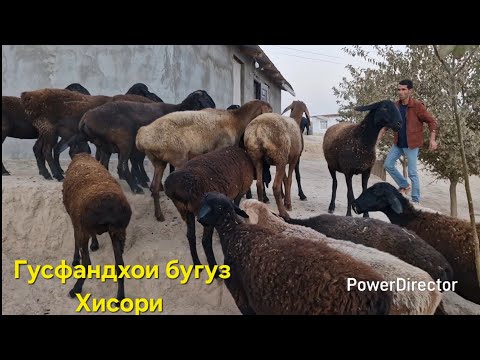 Видео: Гусфандхои Хисори бугузи наздик.  Ватсап 907 30 60 40 