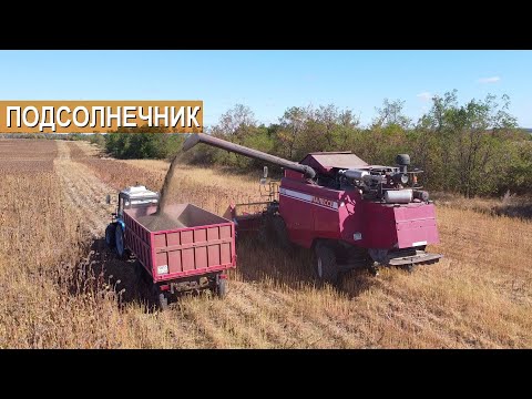 Видео: Уборка подсолнечника. Фермерское хозяйство Романа Щусь.