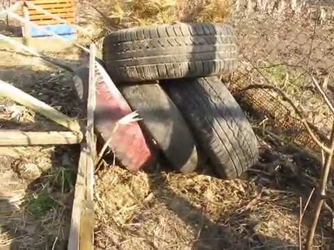 Видео: Хурма на Сумщине . Ошибки зимнего укрытия.