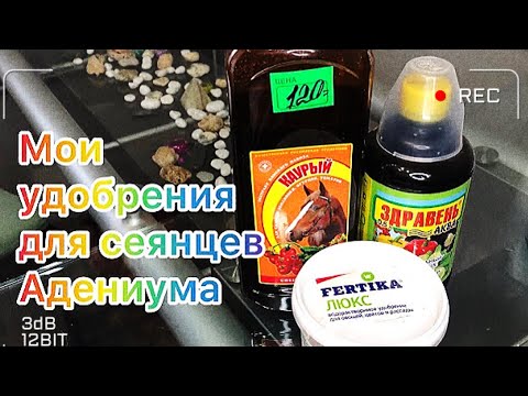 Видео: Адениум. Удобрения для сеянцев адениума