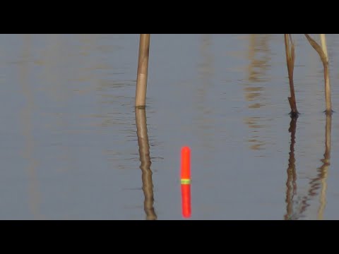 Видео: Большие караси на ПОПЛАВОК С КОРМУШКОЙ В ЯНВАРЕ 2020