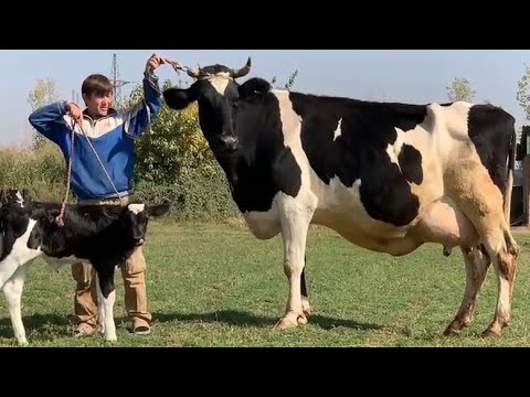 Видео: Молхои Дахшати Гигант Оча Бача 30.Литр Ширдор Ва Бугуз успет кун 28.октября 2025 г
