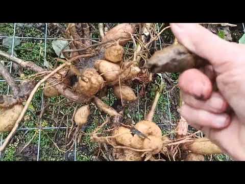 Видео: Прибиране и обработка на гергини .Оранжерия през ноември