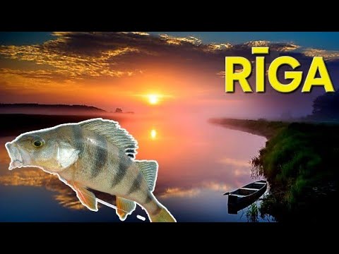 Видео: Как наловить МНОГО ОКУНЯ на отводной поводок ...монтаж и техника ловли!!!